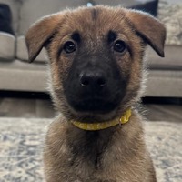adopt-pet