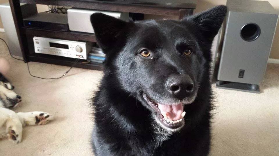 blue heeler malamute mix