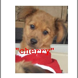 Thumbnail photo of Cherry #2