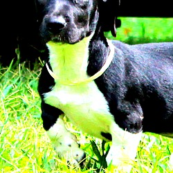 Thumbnail photo of Ripley ~ adopted! #1
