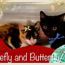 Thumbnail photo of FIREFLY see BUTTERFLY #1