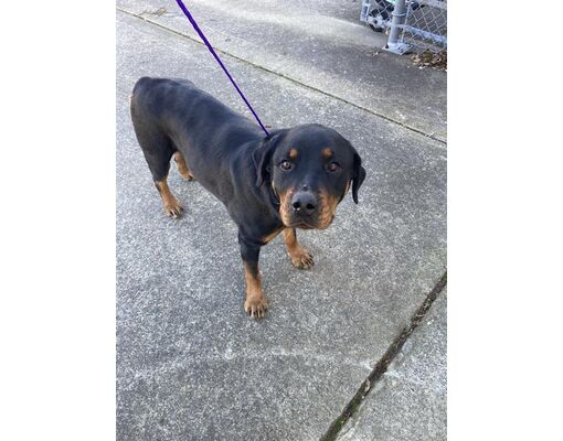 Sacramento, CA - Rottweiler. Meet *URSA MINOR a Pet for Adoption ...