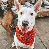 adopt a pet