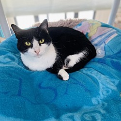 Thumbnail photo of Sweetie Pie #4