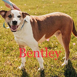 Photo of Bently