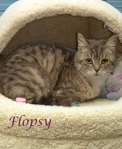 Thumbnail photo of Flopsy (C24-079) #3