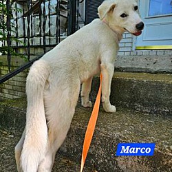 Thumbnail photo of Marco (PUPPY) #2