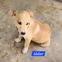 Thumbnail photo of Alder #3