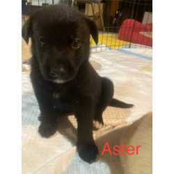 Thumbnail photo of Aster #1