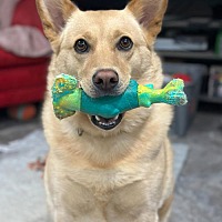 adopt a pet