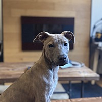 adopt a pet