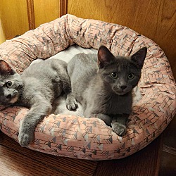 bonded pet photo