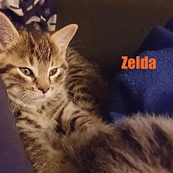 Thumbnail photo of Zelda - Adopted Dec 2015 #1