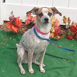 Thumbnail photo of ZOEY - Adopted @ off-site #4
