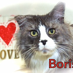 Thumbnail photo of Boris #1
