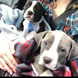 Thumbnail photo of Pit bull puppies #2