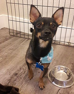 Las Vegas, NV - Chihuahua. Meet Baby a Pet for Adoption - AdoptaPet.com