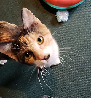 Colorado springs, CO - Calico. Meet Cali a Pet for Adoption.