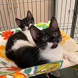 Photo of 2 boy kittens