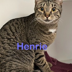 Photo of HENRIE (COOPER) Kitten