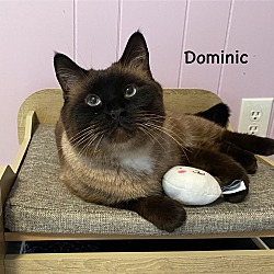 Thumbnail photo of Dominic #1