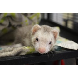 Thumbnail photo of Kiwi #3