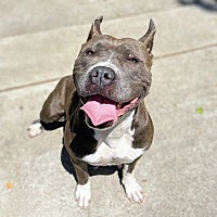 adopt a pet