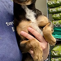 adopt a pet