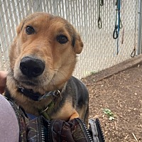 adopt a pet