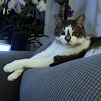 adopt-pet