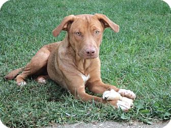 vizsla with white chest