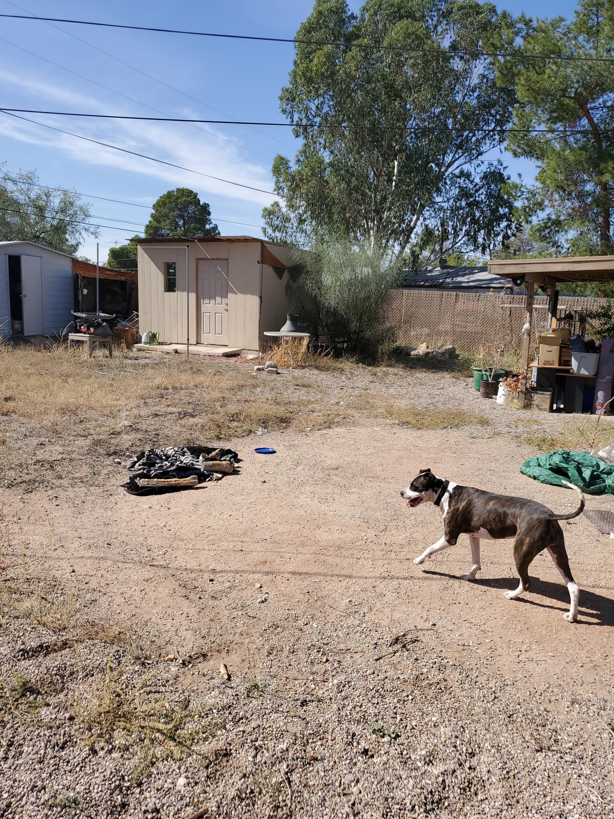 Adopt Zara a Brindle - with White Bull Terrier / Mixed dog ...