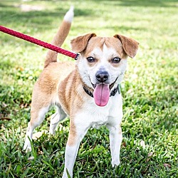 SPCA of Brazoria County in Lake Jackson, Texas