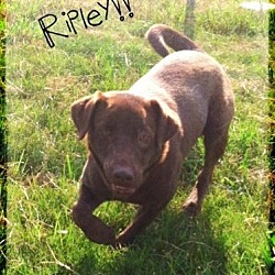Thumbnail photo of Ripley #2