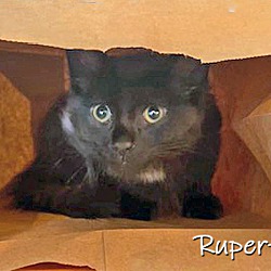 Photo of Rupert