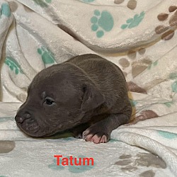 Photo of TATUM