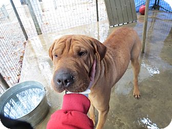 shar pei and hound mix