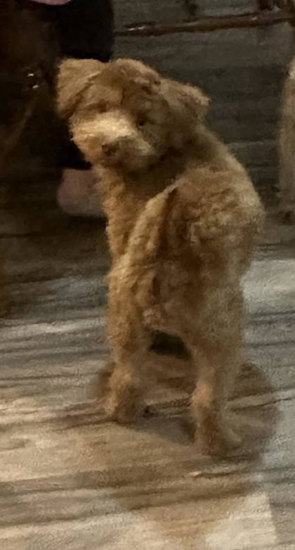 Photo of Alf