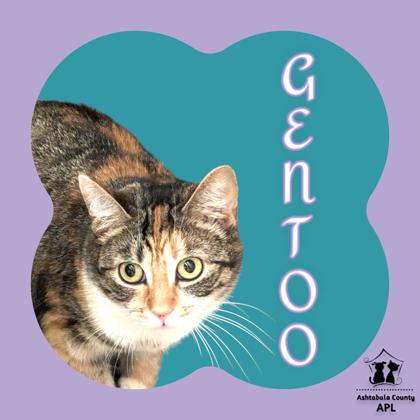 Thumbnail photo of Gentoo #1
