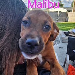 Photo of Malibu