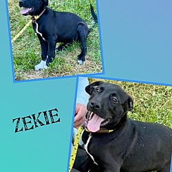 Photo of Zekie