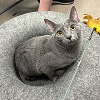 adopt-pet