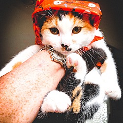Thumbnail photo of Lap Cat Jasmine #4