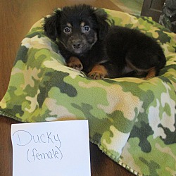 Thumbnail photo of Ducky #1