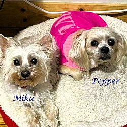 Photo of Mika and Pepper