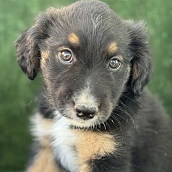 Thumbnail photo of Three Bear Pups - Big Bear - Adopted! #1