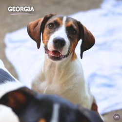 Thumbnail photo of Georgia #3