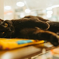 adopt a pet