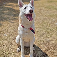 adopt-pet