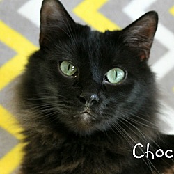 Thumbnail photo of Chocco #1